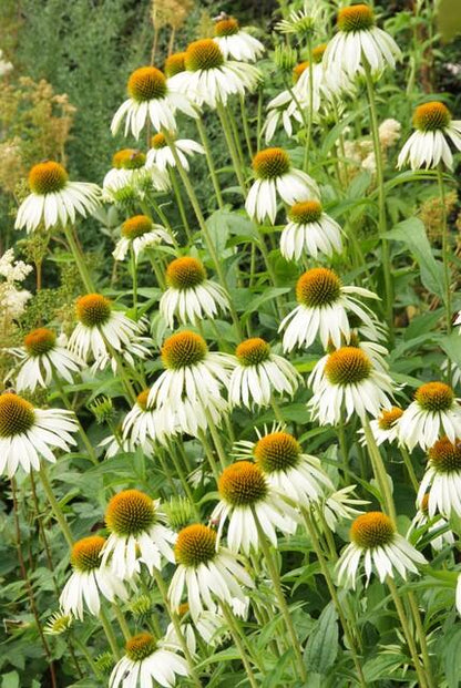 20x Echinacea p. 'White Swan' - Pflanzfix24