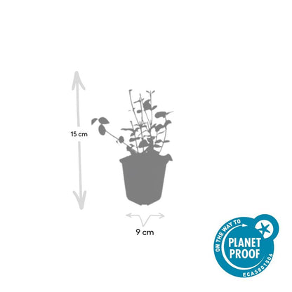 20er-Set Euonymus fort. 'Coloratus' - Winterharter Zierstrauch - Pflanzfix24.de - Pflanzfix24.de