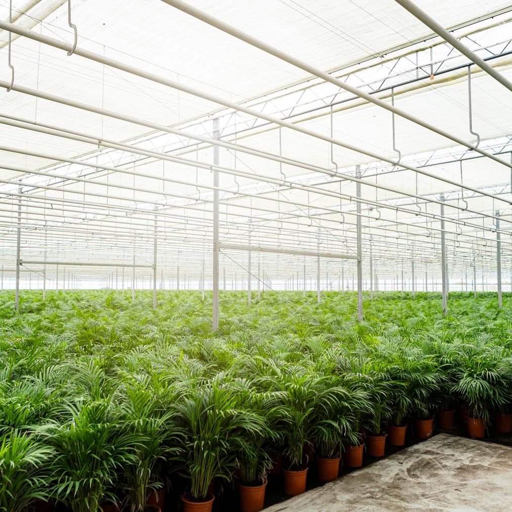 Areca-Palme - Ø21cm - ↕110cm | Pflanzfix24.de - Pflanzfix24.de