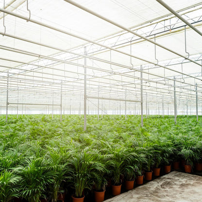 Areca-Palme - Ø21cm - ↕110cm | Pflanzfix24.de - Pflanzfix24.de
