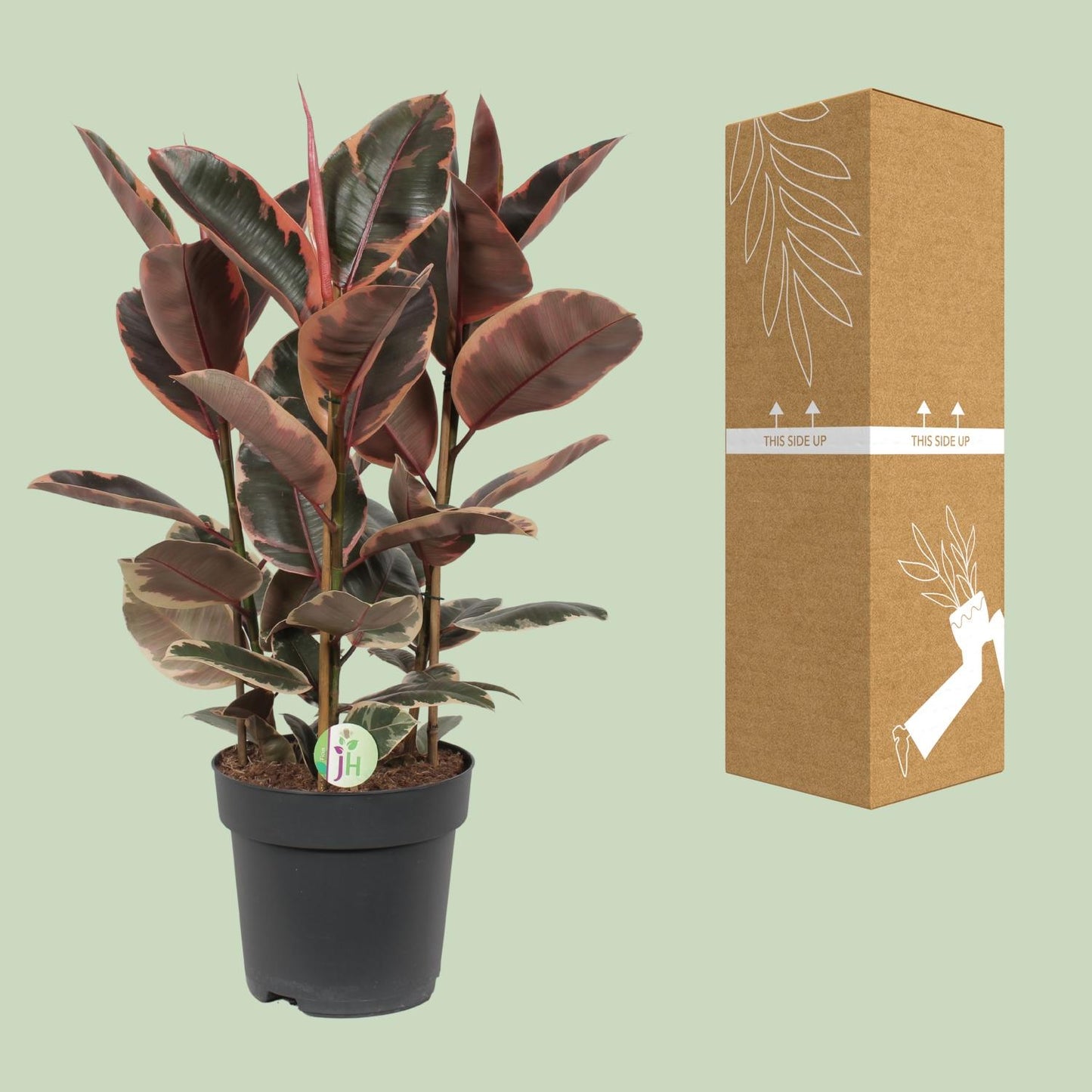 Ficus Belize - Ø27cm - pflanzfix24