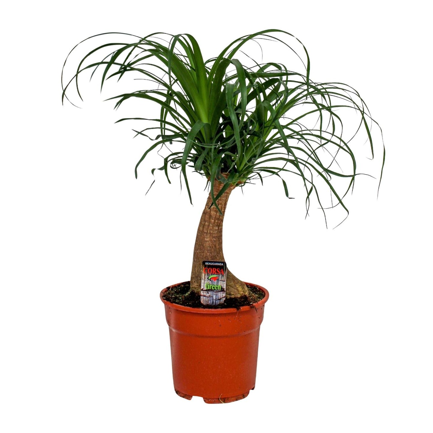Beaucarnea Recurvata - Ø17cm - ↕55cm - Pflanzfix24