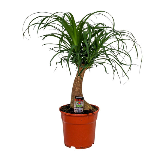 Beaucarnea Recurvata - Ø17cm - ↕55cm - Pflanzfix24
