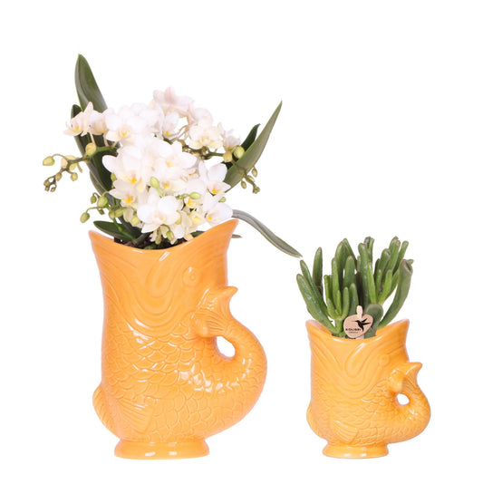 Kolibri Orchids | Set aus Nazaré-Orchidee und Sukkulente in Fish-Topf - Pflanzfix24