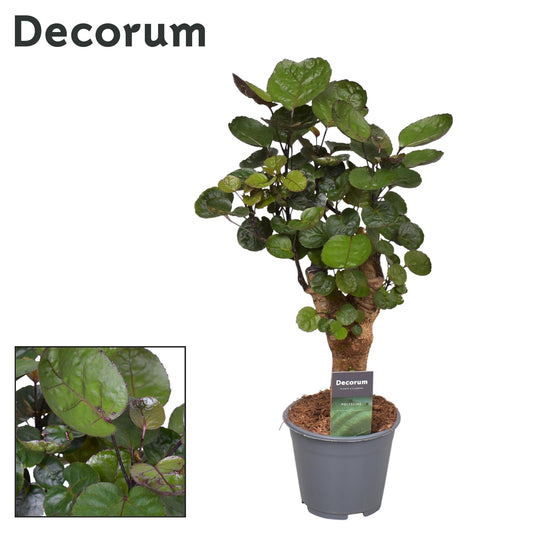 Polyscias Fabian (Decorum) - Pflanzfix24