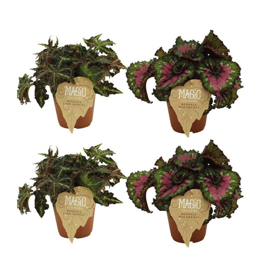 4er Set Begonia Rex Lion Dance & Macarena - Ø12cm - Pflanzfix24