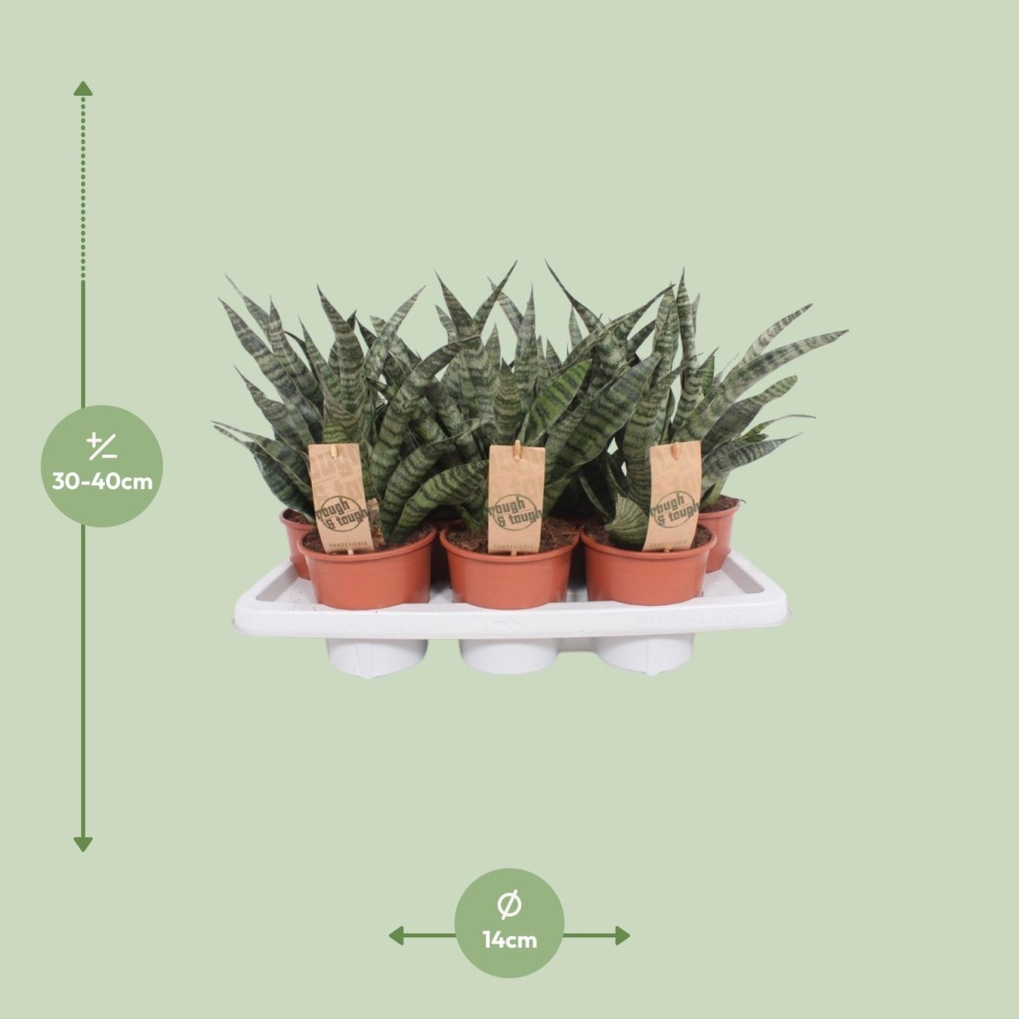 Sansevieria Diamond Green - Ø14cm - ↕40cm - Pflanzfix24