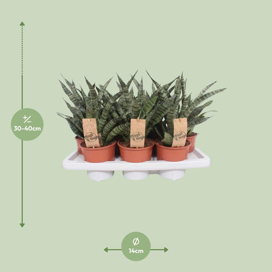 Sansevieria Diamond Green - Ø14cm - ↕40cm - Pflanzfix24