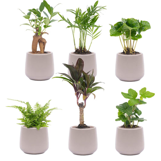 Mini planten set 6 - Inclusief 6x pot Joey grijs mat - Pflanzfix24