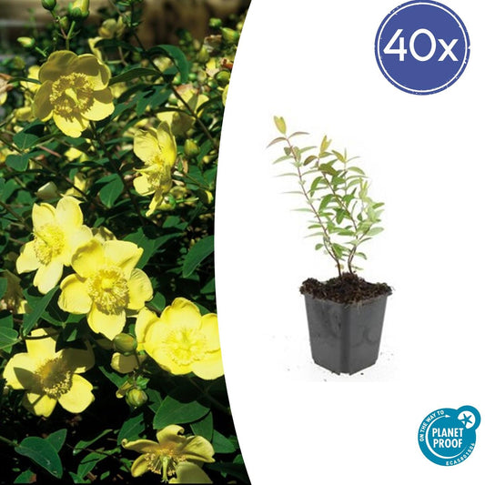 40x Hypericum 'Hidcote' - ↕10-25cm - Ø9cm - Pflanzfix24.de - Pflanzfix24.de