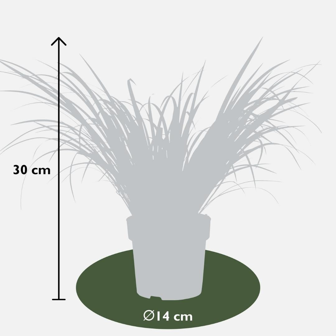 3 x Acorus gramineus 'Ogon' - Set von 3 - Ø 14 cm - Pflanzfix24