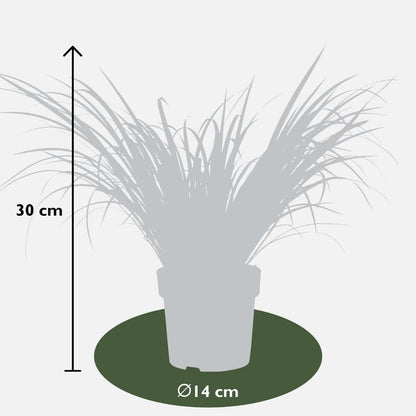 3 x Acorus gramineus 'Ogon' - Set von 3 - Ø 14 cm - Pflanzfix24