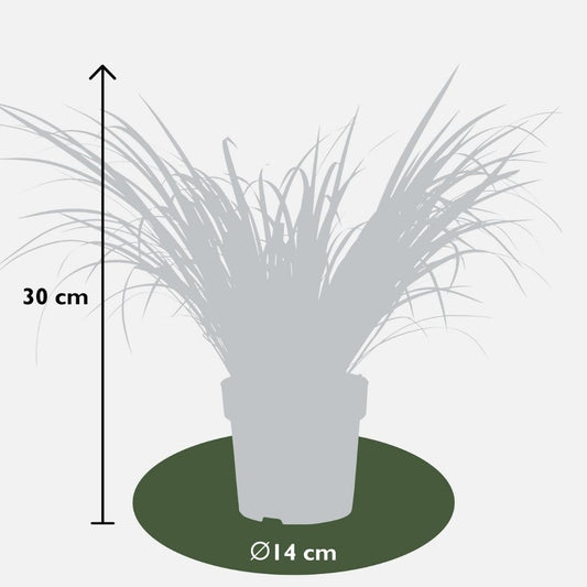 3 x Acorus gramineus 'Ogon' - Set von 3 - Ø 14 cm - Pflanzfix24