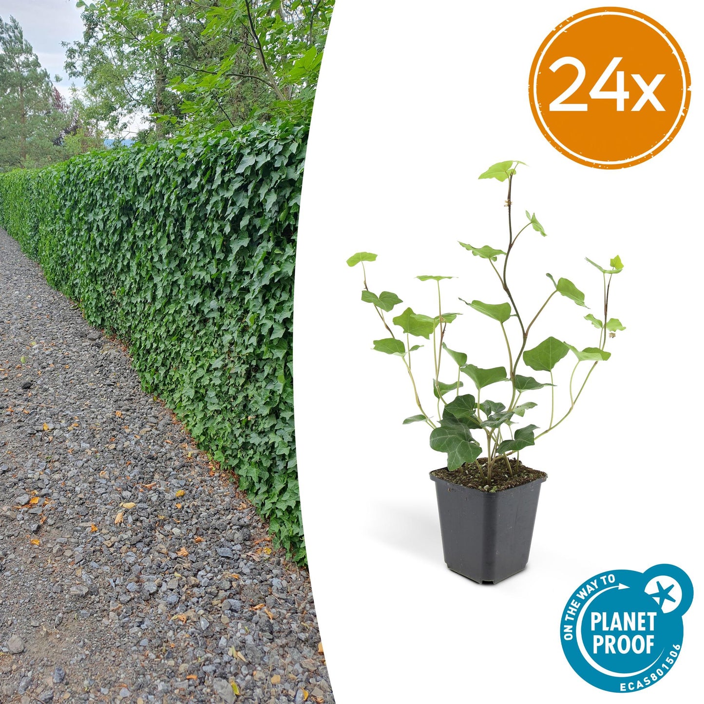 24x Hedera Hibernica - ↕10-25cm - Ø9cm - Pflanzfix24
