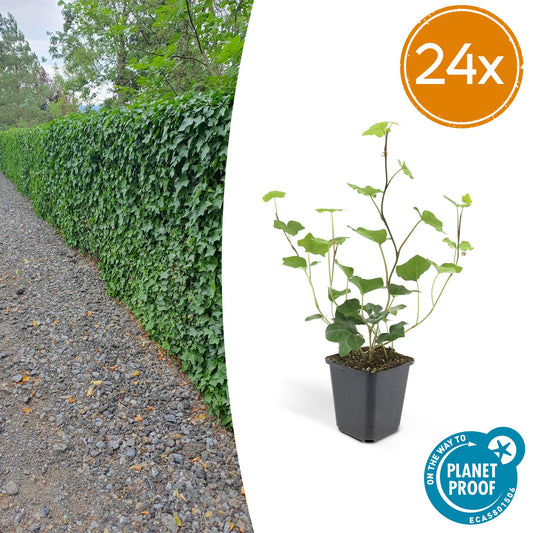 24x Hedera Hibernica - ↕10-25cm - Ø9cm - Pflanzfix24