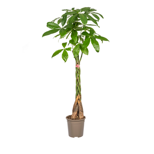 Pachira Aquatica Ø24cm - ↕120-140cm - Pflanzfix24