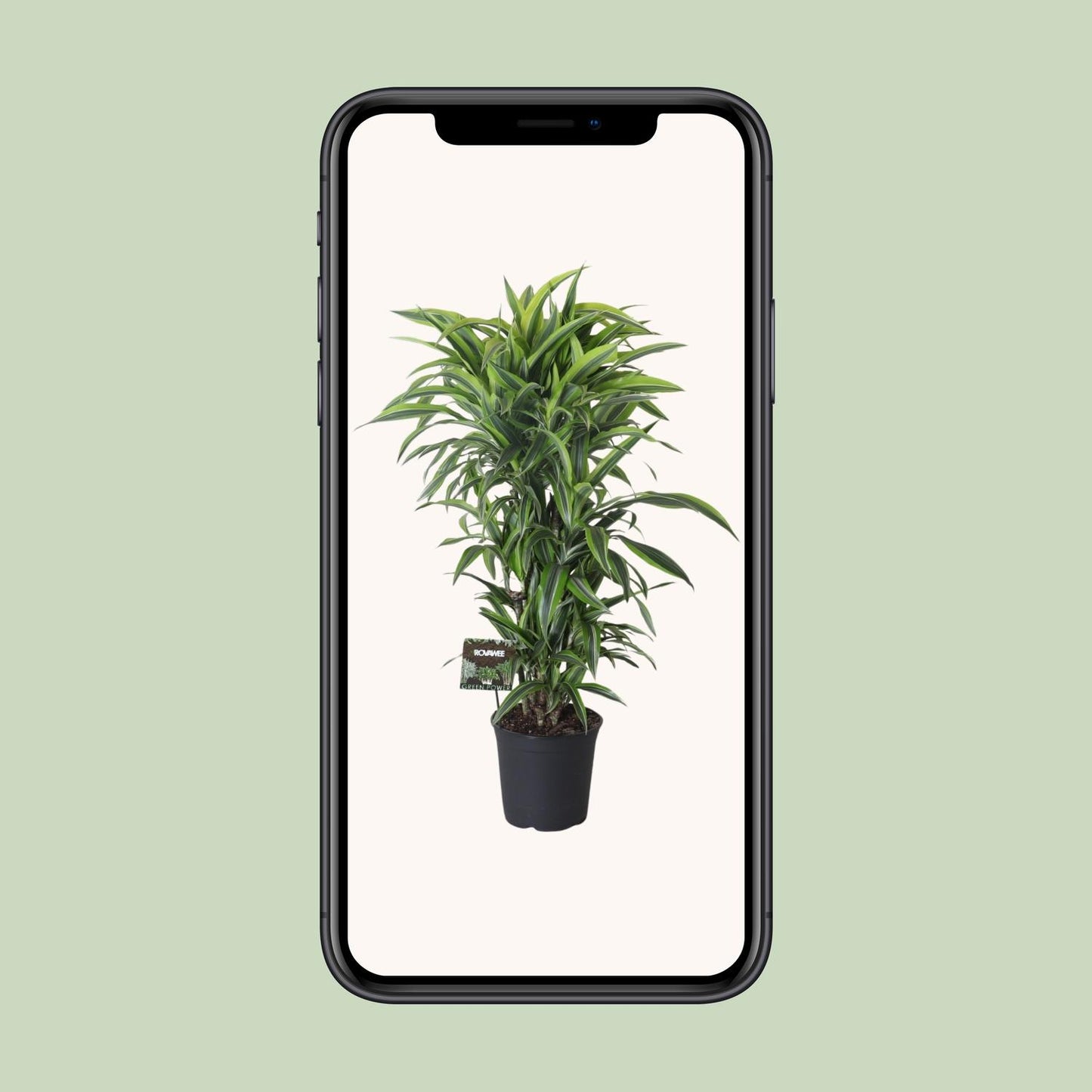 Dracaena Fragrans Lemon Lime Vertakt - Ø27cm - ↕120cm - Pflanzfix24.de - Pflanzfix24.de