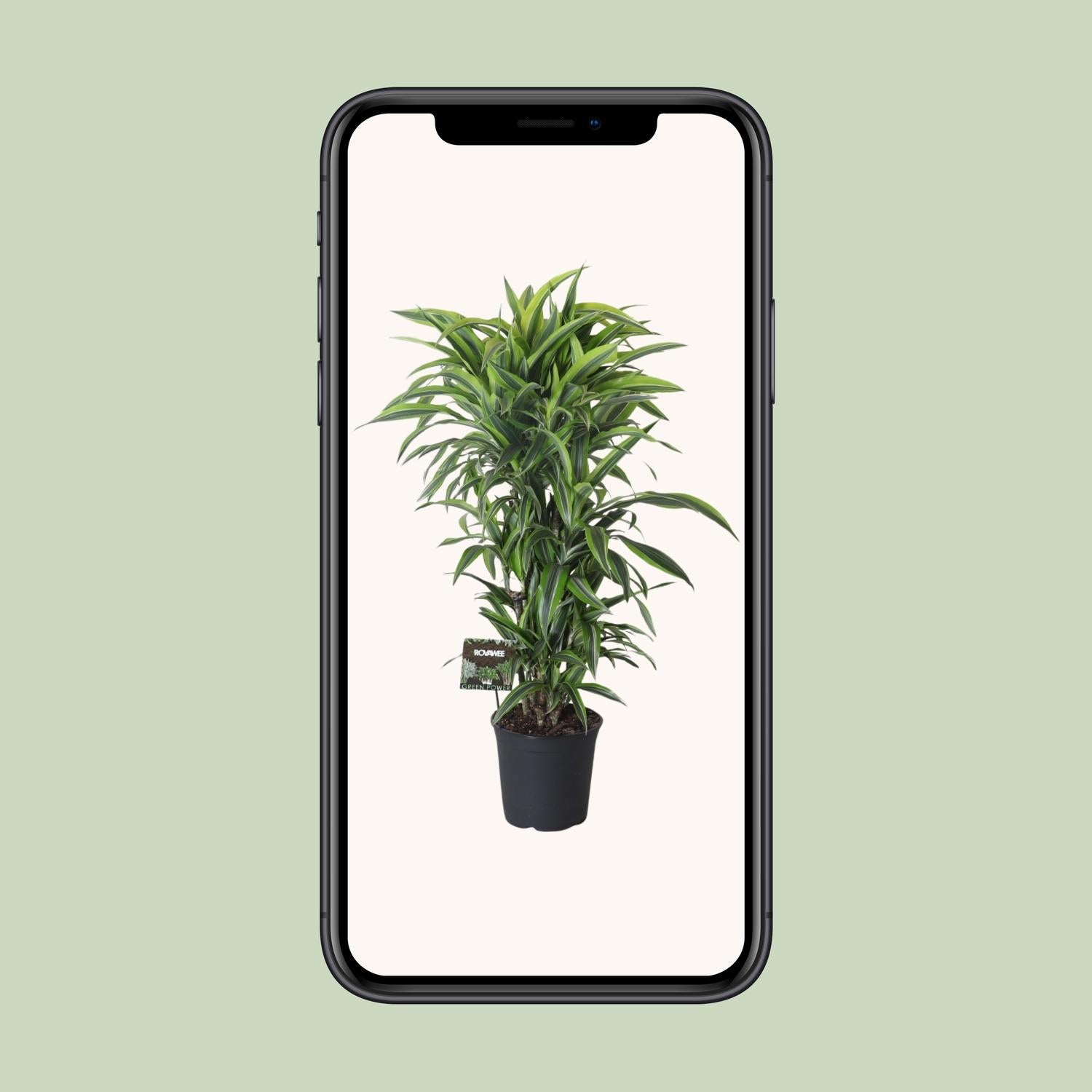 Dracaena Fragrans Lemon Lime Vertakt - Ø27cm - ↕120cm - Pflanzfix24.de - Pflanzfix24.de