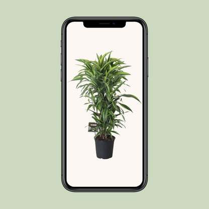 Dracaena Fragrans Lemon Lime Vertakt - Ø27cm - ↕120cm - Pflanzfix24.de - Pflanzfix24.de