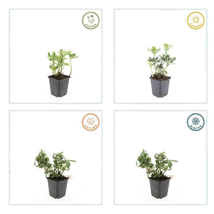 6x Pachysandra terminalis 'Variegata' - ↕10-25cm - Ø9cm - Pflanzfix24.de - Pflanzfix24.de