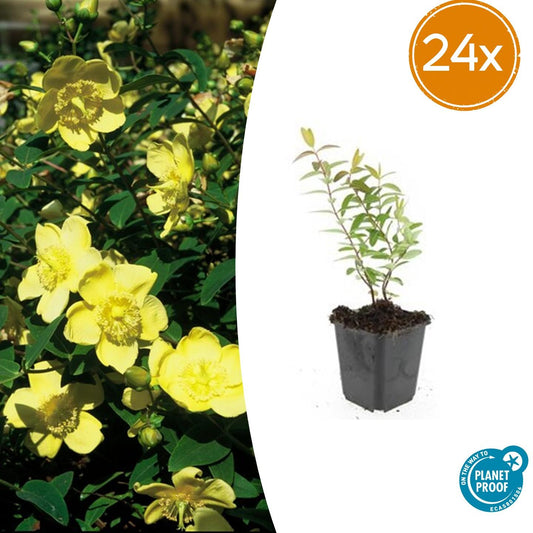 24x Hypericum 'Hidcote' - Pflanzfix24