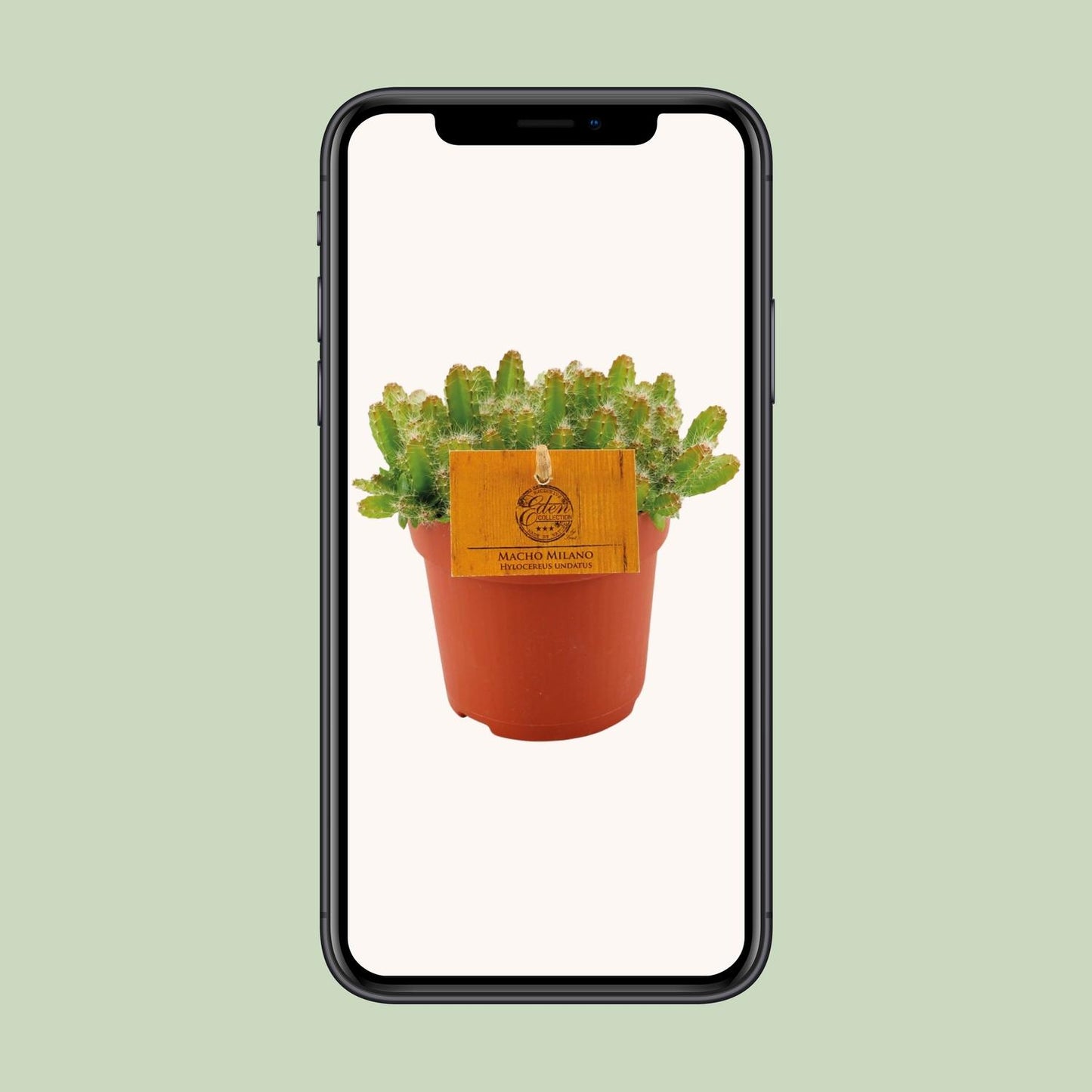 Hylocereus Undatus - Pflanzfix24.de - Pflanzfix24.de