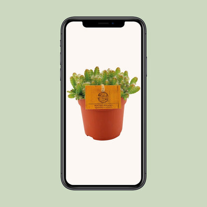 Hylocereus Undatus - Pflanzfix24.de - Pflanzfix24.de