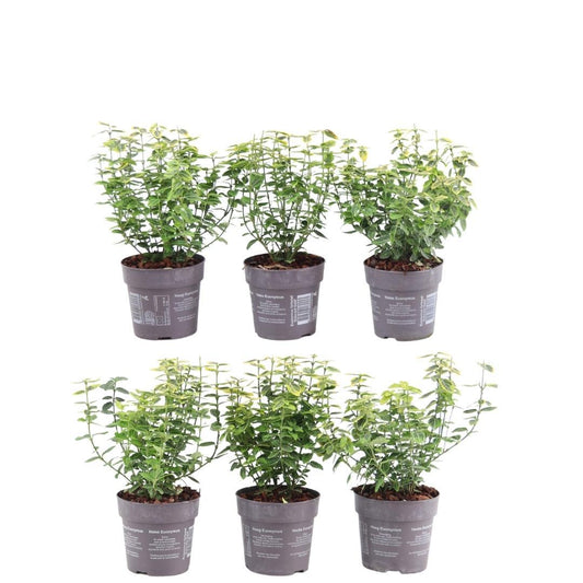 Pflanzfix24 - Winterharte Euonymus fortunei 'Emerald Gold' Hecke - 6er Set
