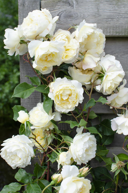 3x - Rosa Crazy in love 'Vanilla' - Pflanzfix24.de - Pflanzfix24.de