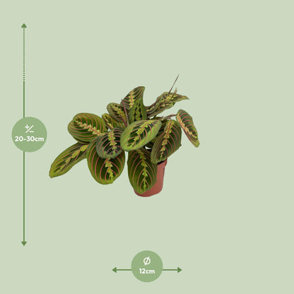 Maranta Fascinator (Arrowroot) Ø12cm | Pflanzfix24.de - Pflanzfix24.de