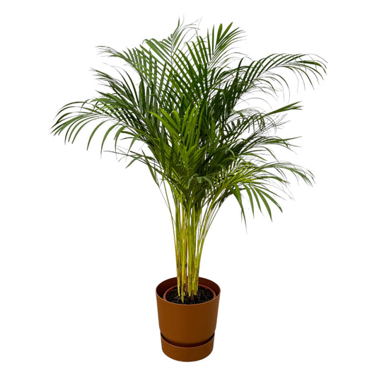 Areca Palm - Ø24cm - elho Greenville Round brown D30xH28 - Pflanzfix24.de - Pflanzfix24.de