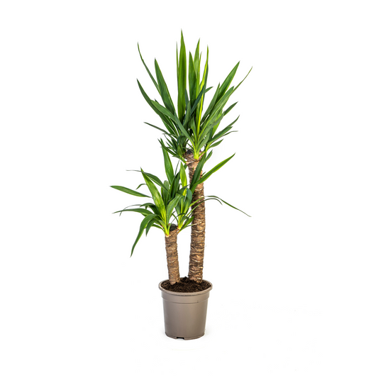Yucca Elephantipes Ø19cm | Zimmerpflanze 70-90cm – Pflanzfix24.de - Pflanzfix24.de