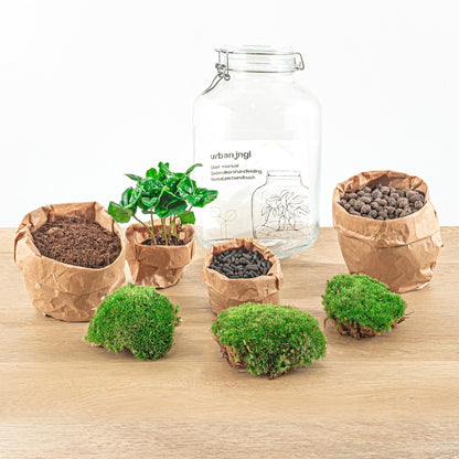 Flaschengarten - Coffea Arabica - ↕ 28 cm - Normal Jar - Pflanzfix24.de - Pflanzfix24.de