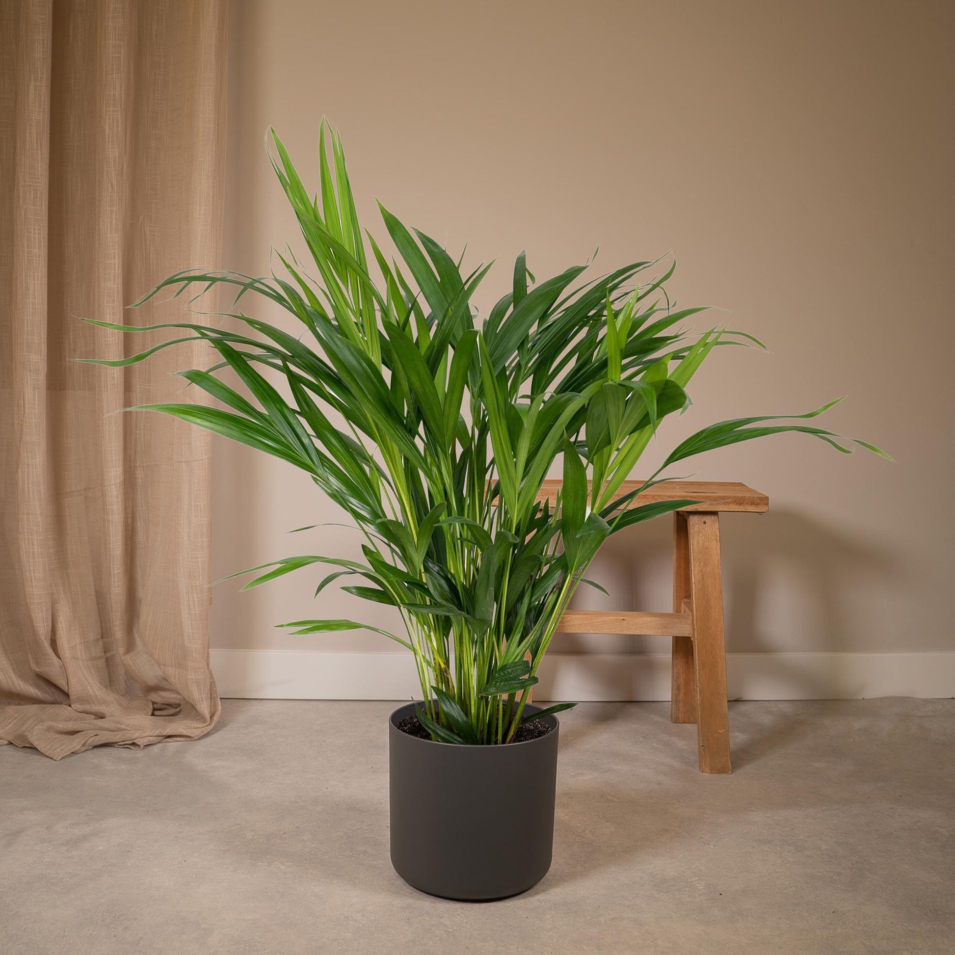 Dypsis Lutescens - Areca - Ø17cm - ↕60cm - Pflanzfix24.de - Pflanzfix24.de