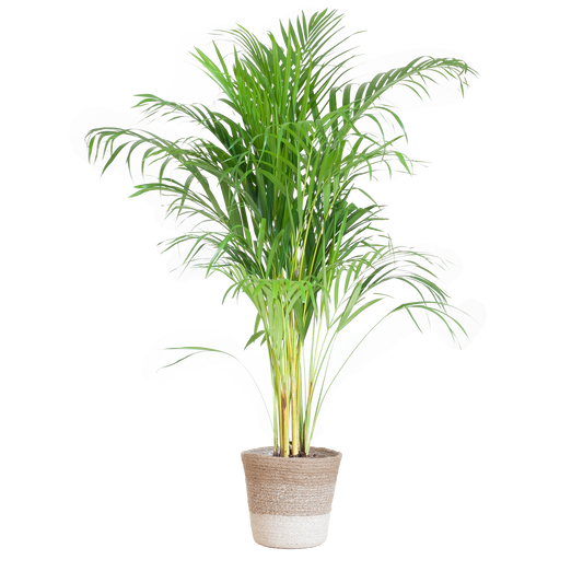 Areca Palm (Dypsis) mit Lissabon-Korb Weiß - 100cm - Ø21 - Pflanzfix24