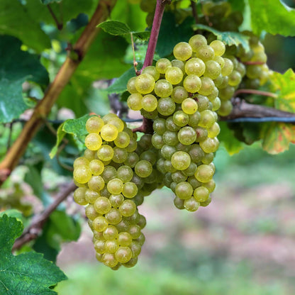 Weiße Traube Vitis vinifera Bianca – 2 Pflanzen, 15cm Topf | Pflanzfix24