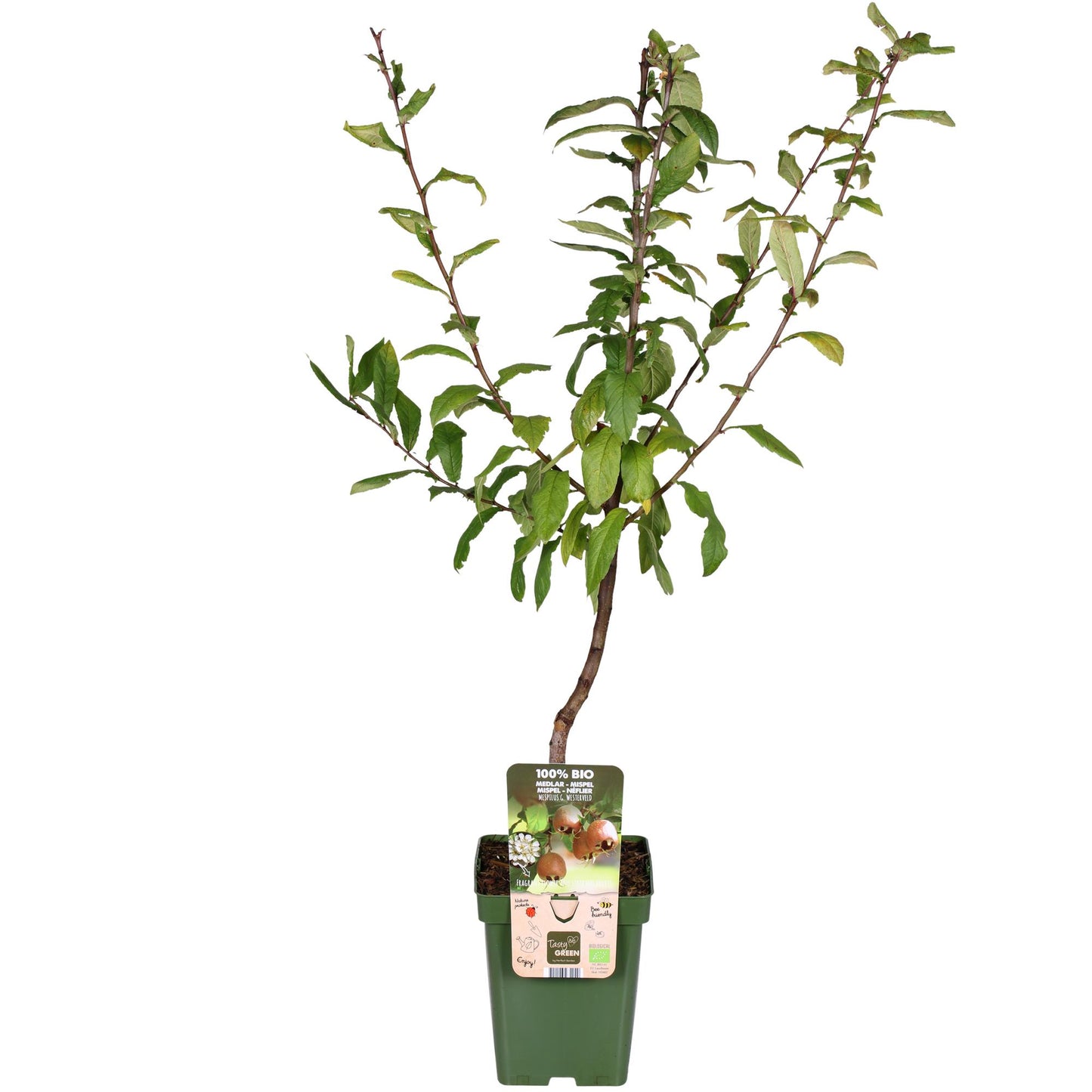 Mespilus Germanica 'Westerfield' - Ø23cm - ↕120cm - Pflanzfix24