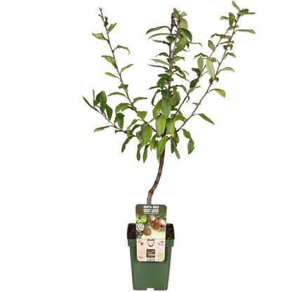 Mespilus Germanica 'Westerfield' - Ø23cm - ↕120cm - Pflanzfix24