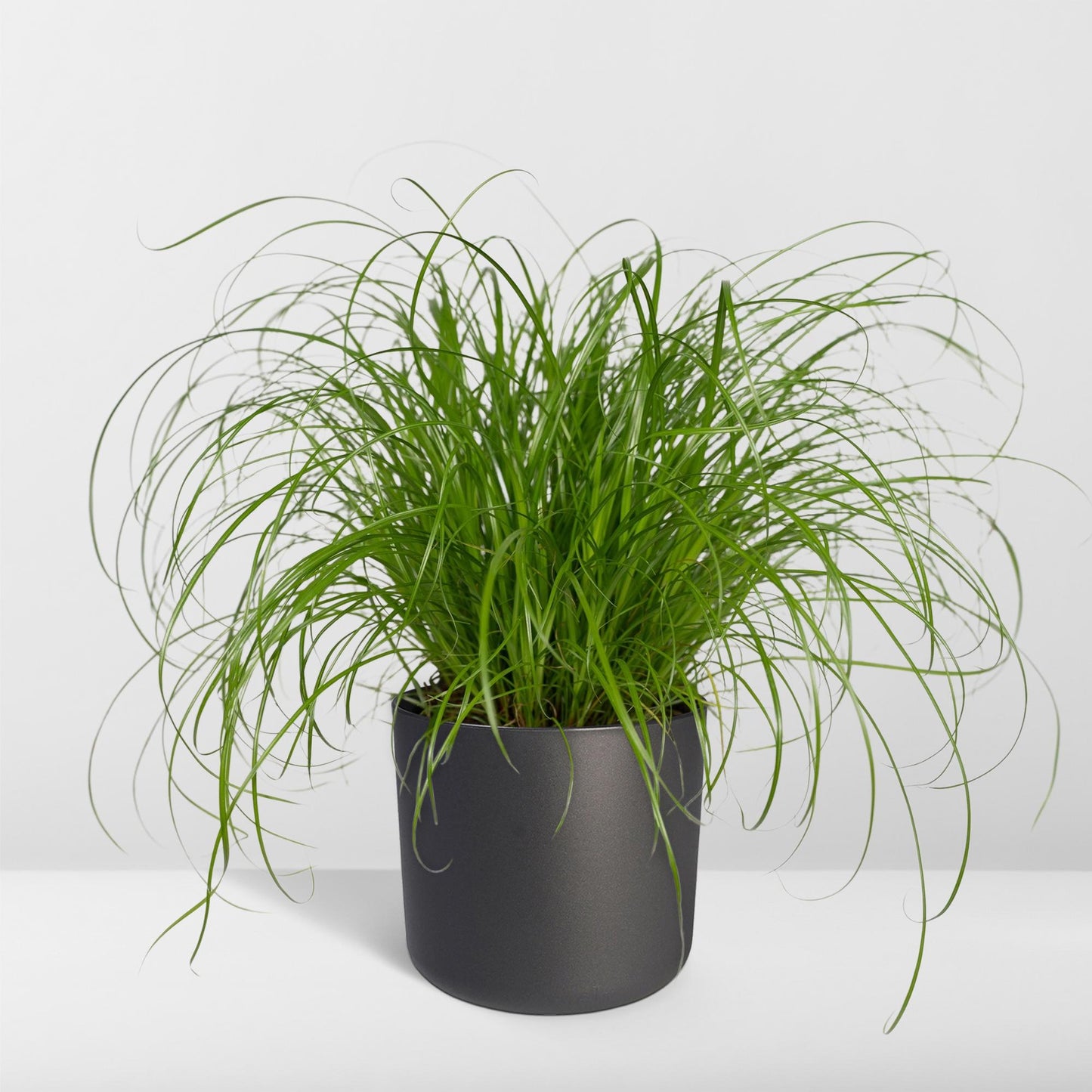 Cyperus Alternifolius - Katzengras - Ø12cm - ↕20cm - Pflanzfix24.de - Pflanzfix24.de