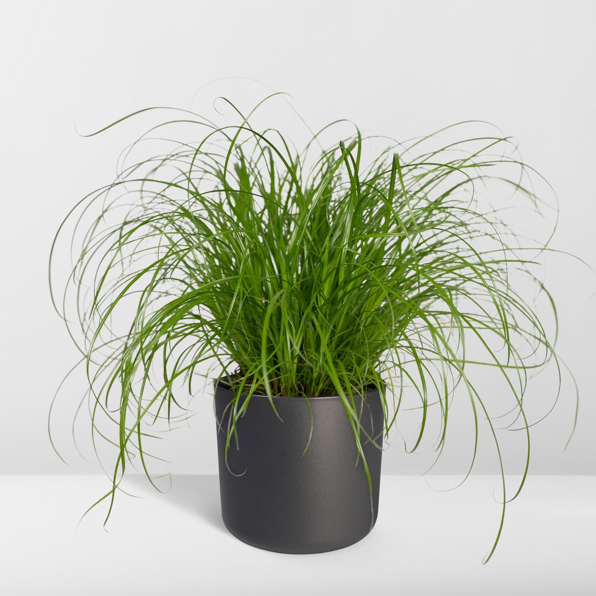 Cyperus Alternifolius - Katzengras - Ø12cm - ↕20cm - Pflanzfix24.de - Pflanzfix24.de