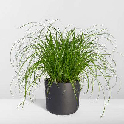 Cyperus Alternifolius - Katzengras - Ø12cm - ↕20cm - Pflanzfix24.de - Pflanzfix24.de