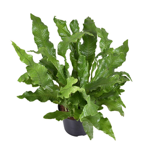 Microsorum diversifolium Känguru-Farn Ø23cm | Pflanzfix24.de - Pflanzfix24.de