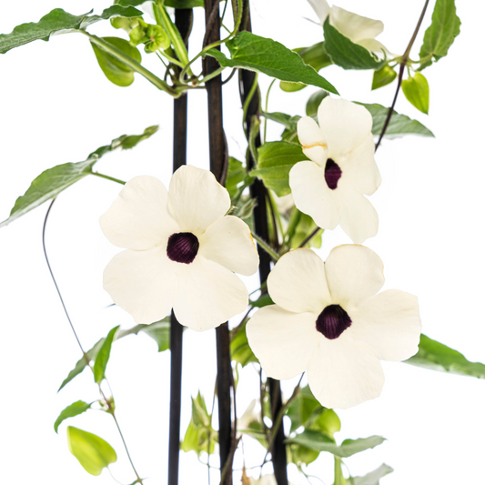 4x Thunbergia alata Sunny Susy White Ø13 cm - ↕60 cm - Pflanzfix24