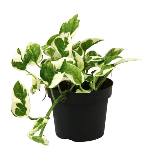 Scindapsus N’Joy 15cm – Ø12cm Topf – Pflanzfix24