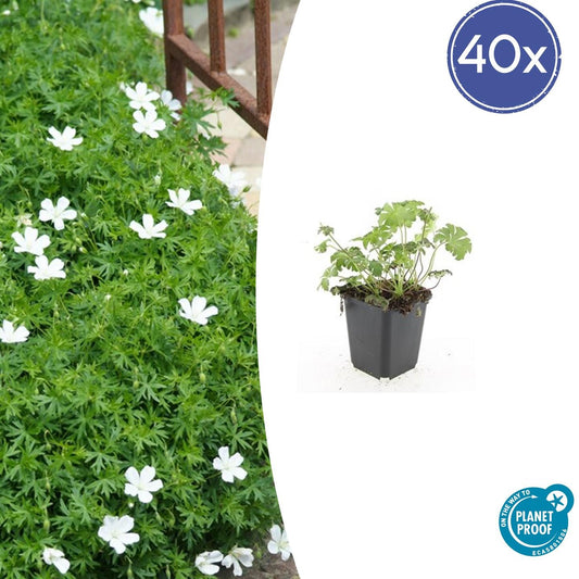 40x Geranium sang. 'Album' - ↕10-25cm - Ø9cm - Pflanzfix24