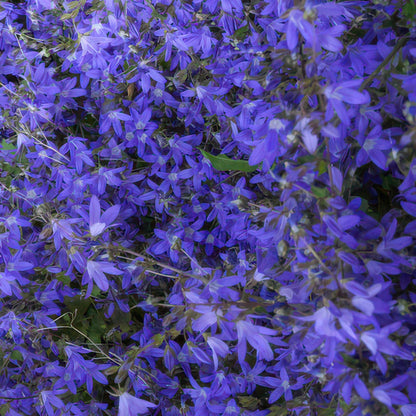 20x Campanula poscharskyana 'Stella' - ↕10-25cm - Ø9cm - Pflanzfix24