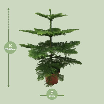 Araucaria Heterophylla 70 cm im Ø21 cm Topf – Pflanzfix24