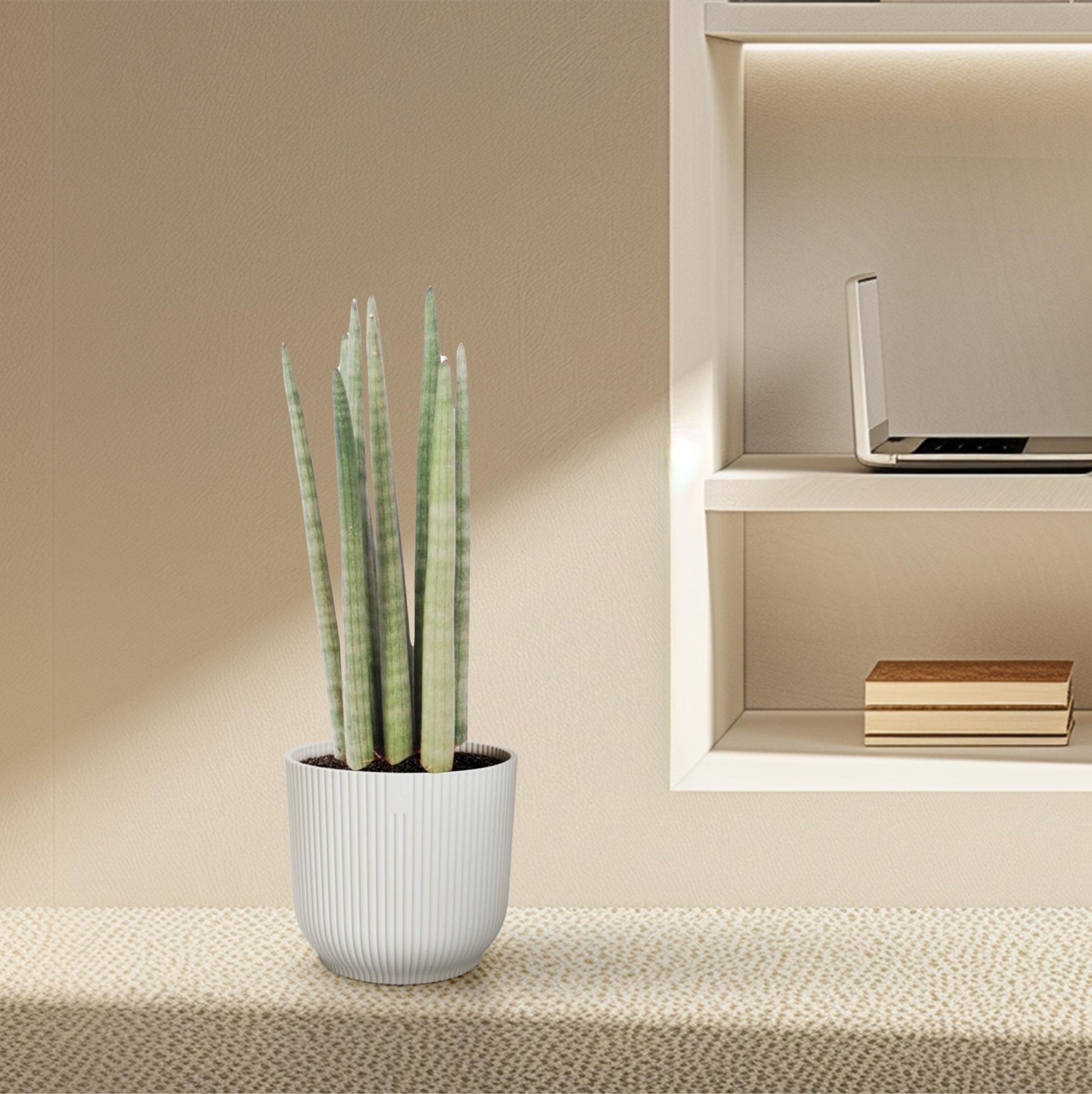 Sansevieria 'Spaghetti' Ø10,5cm – 40cm hoch | Pflanzfix24.de - Pflanzfix24.de