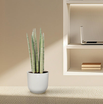 Sansevieria 'Spaghetti' Ø10,5cm – 40cm hoch | Pflanzfix24.de - Pflanzfix24.de