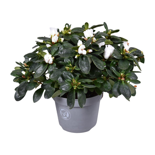 Azalea Witte Vogel - Ø13cm - ↕27cm - Pflanzfix24
